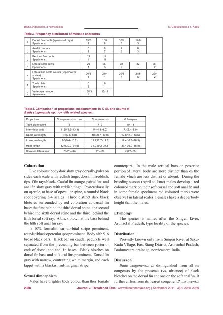 Badis singenensis, a new fish species - Journal of Threatened Taxa