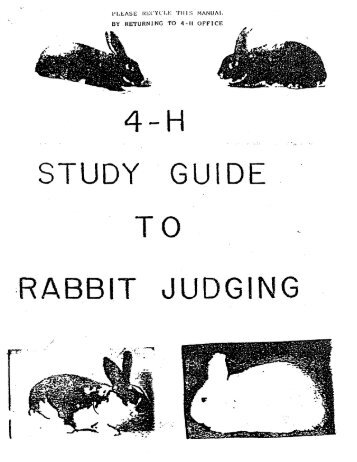Judging - Rabbit
