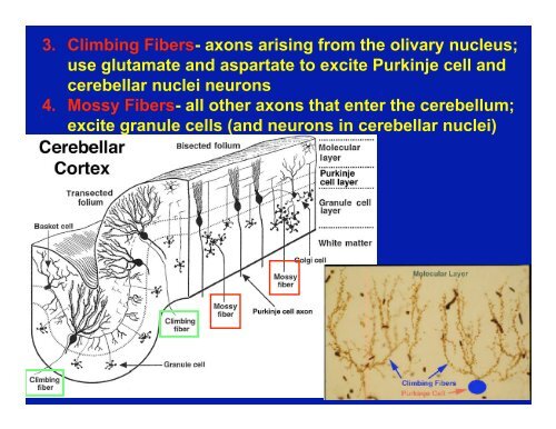 Cerebellum