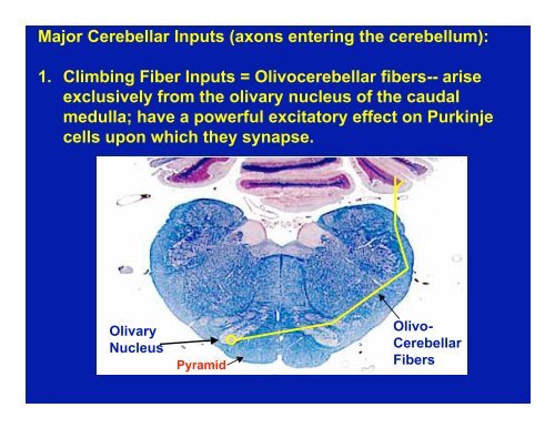 Cerebellum