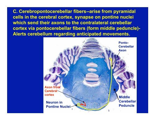 Cerebellum