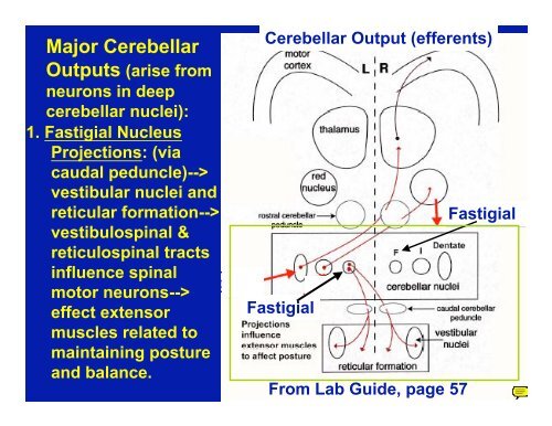 Cerebellum