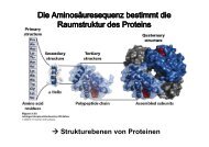 → Strukturebenen von Proteinen - in der Biochemie