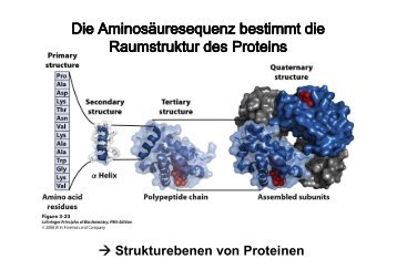 → Strukturebenen von Proteinen - in der Biochemie