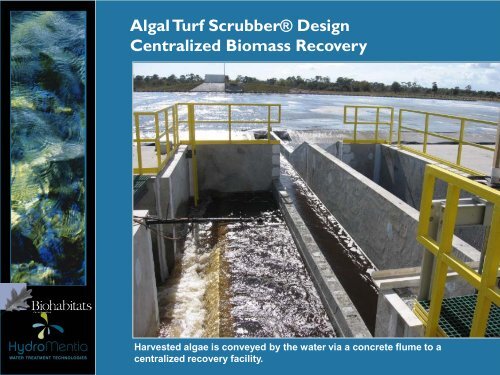 Use of an Algal Turf Scrubber Â® to Reduce Nutrient Loadings and ...