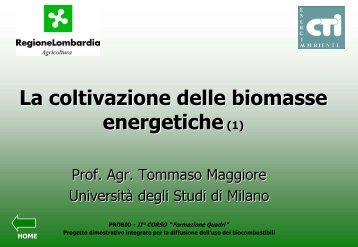 colture da biomassa per produzione di energia miscanto