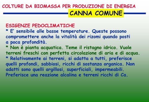 colture da biomassa per produzione di energia miscanto