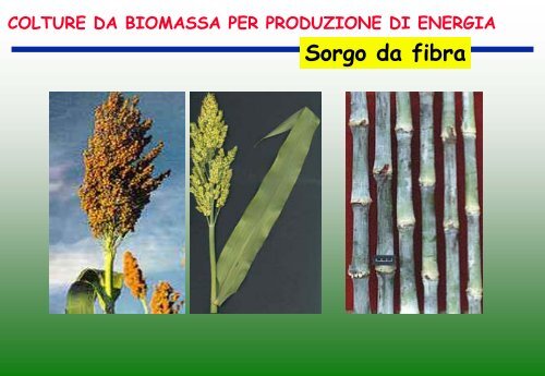 colture da biomassa per produzione di energia miscanto