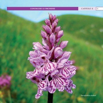 CAPITOLO 2 CONOSCERE LE ORCHIDEE 11 - Veneto Agricoltura