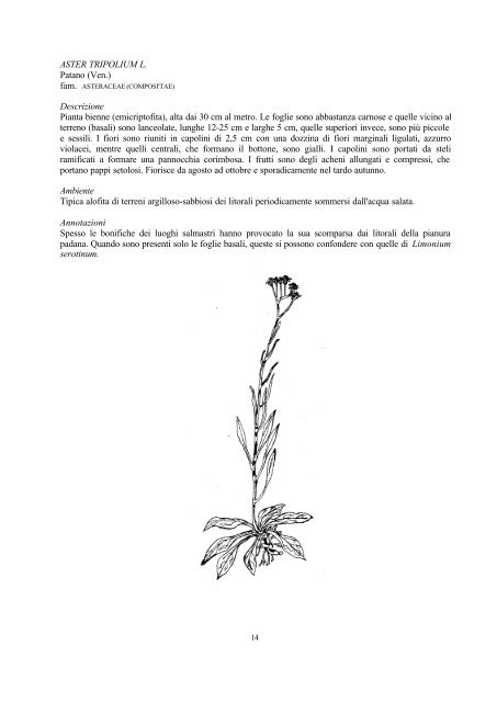 flora e vegetazione delle barene - Istituto Veneto di Scienze, Lettere ...