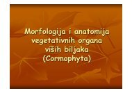 Morfologija i anatomija vegetativnih organa viših biljaka (Cormophyta)
