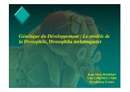 Drosophila Melanogaster Fichier PDF - e-nautia