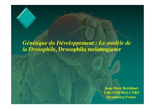 Drosophila Melanogaster Fichier PDF - e-nautia