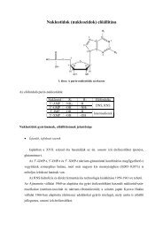 5 Nukleotidok szÃ¶veg.pdf