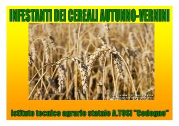 Infestanti dei cereali autunno-vernini.pdf - andreascapin