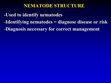 NEMATODE STRUCTURE -Used to identify nematodes -Identifying ...