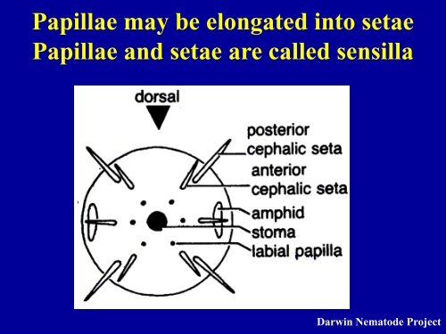 NEMATODE STRUCTURE -Used to identify nematodes -Identifying ...