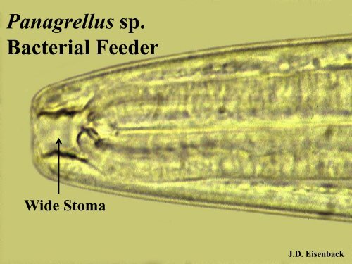 NEMATODE STRUCTURE -Used to identify nematodes -Identifying ...