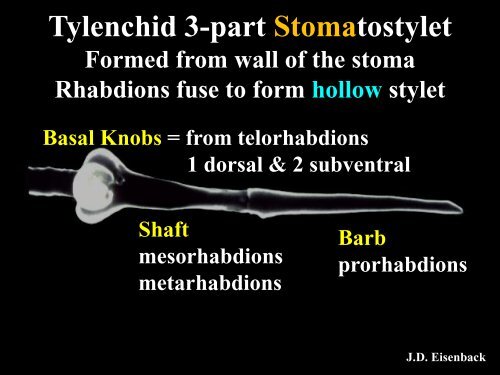 NEMATODE STRUCTURE -Used to identify nematodes -Identifying ...