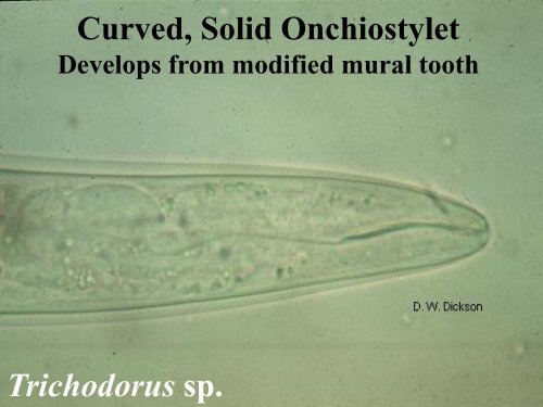 NEMATODE STRUCTURE -Used to identify nematodes -Identifying ...