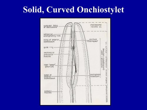 NEMATODE STRUCTURE -Used to identify nematodes -Identifying ...