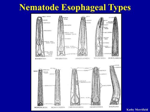 NEMATODE STRUCTURE -Used to identify nematodes -Identifying ...