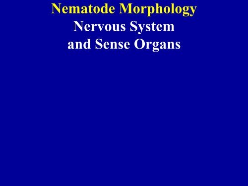 NEMATODE STRUCTURE -Used to identify nematodes -Identifying ...