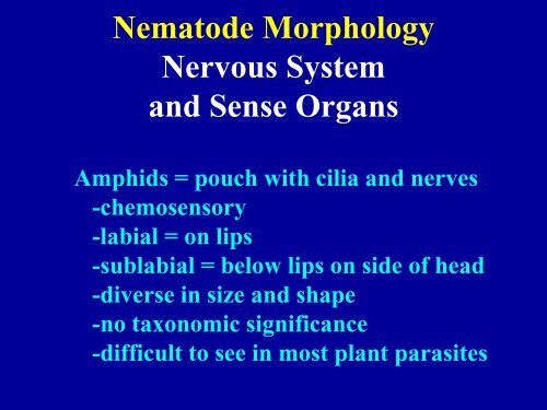 NEMATODE STRUCTURE -Used to identify nematodes -Identifying ...