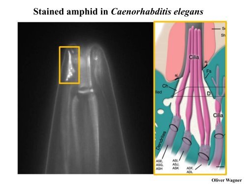 NEMATODE STRUCTURE -Used to identify nematodes -Identifying ...