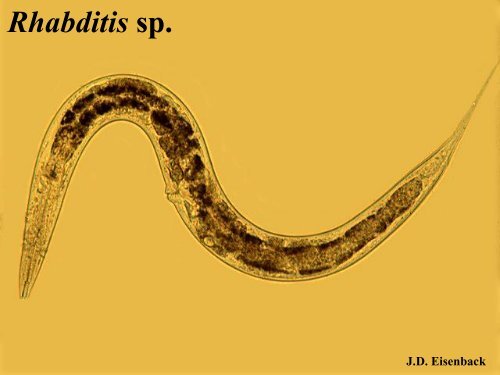 NEMATODE STRUCTURE -Used to identify nematodes -Identifying ...