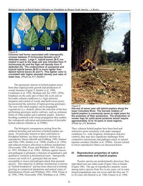 Biological Aspects of Hybrid Poplar Cultivation on Floodplains in ...