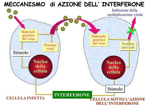 Antivirali 2008-2009