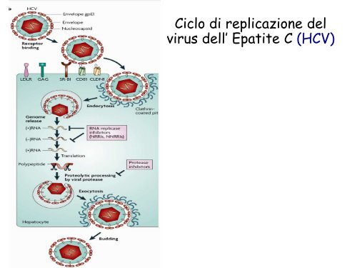 Antivirali 2008-2009