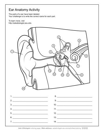 Ask A Biologist - Ear Anatomy - Worksheet Activity