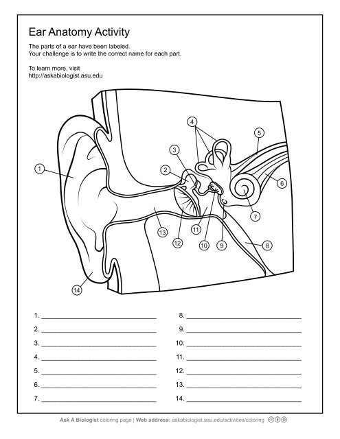 Ask A Biologist - Ear Anatomy - Worksheet Activity