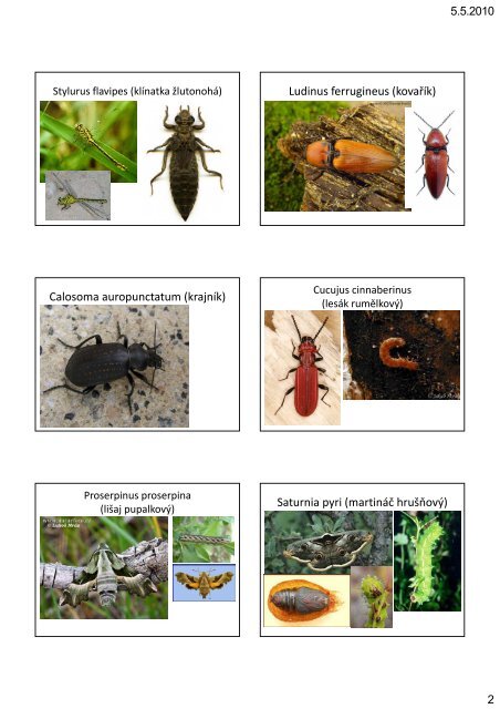 Determinace a biologie chrÃ¡nÄnÃ½ch a CITES Å¾ivoÄichÅ¯ ... - KZR