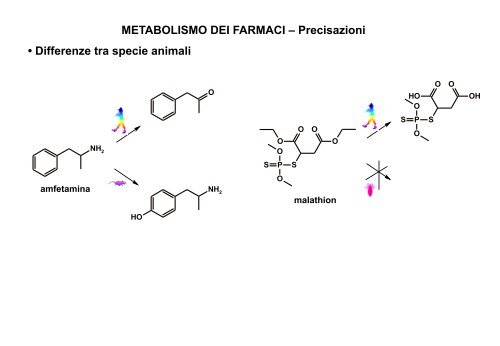 Metabolismo - Università degli Studi di Bari