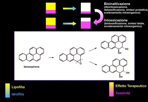 Metabolismo - Università degli Studi di Bari