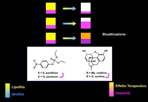 Metabolismo - Università degli Studi di Bari