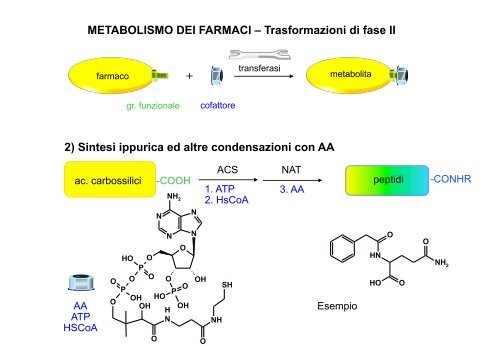 Metabolismo - Università degli Studi di Bari