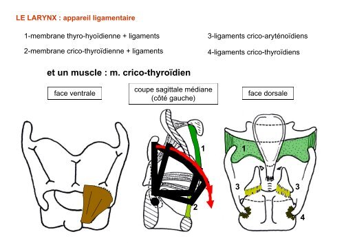 Le larynx - UniversitÃ© Virtuelle Paris 5