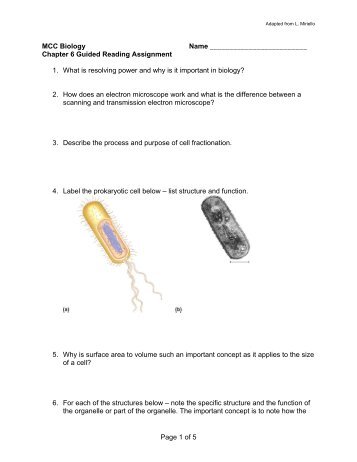 Page 1 of 5 MCC Biology Name Chapter 6 Guided Reading ...