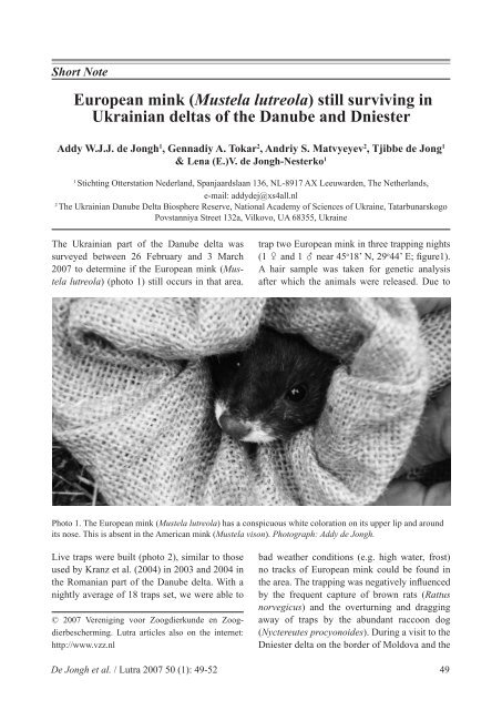 European mink (Mustela lutreola) - De Zoogdiervereniging