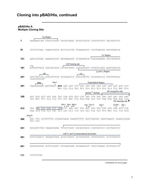 pBAD/Myc - Gene Synthesis