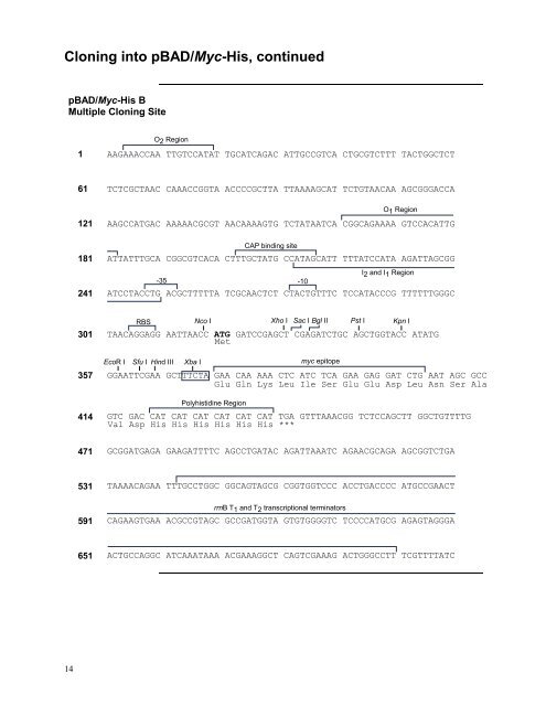 pBAD/Myc - Gene Synthesis