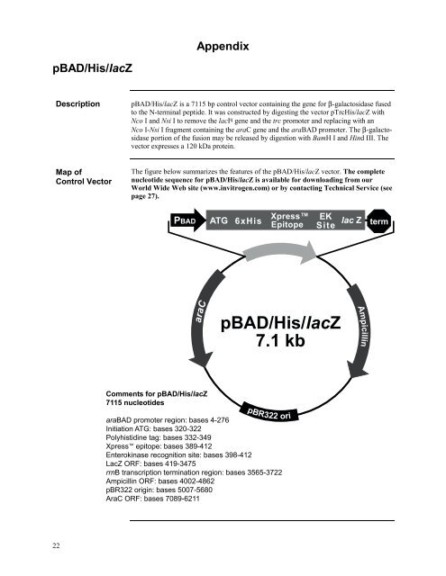 pBAD/Myc - Gene Synthesis