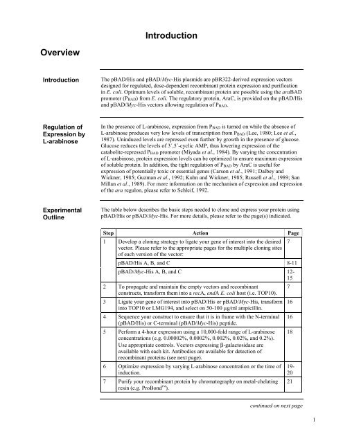 pBAD/Myc - Gene Synthesis