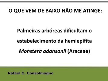 Palmeiras arbóreas dificultam o estabelecimento da hemiepífita ...
