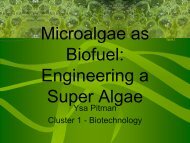 Microalgae as Biofuel: Engineering a Super Algae - COSMOS