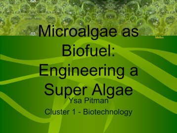 Microalgae as Biofuel: Engineering a Super Algae - COSMOS